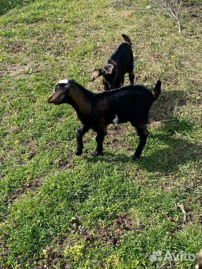 Англо нубийские козы