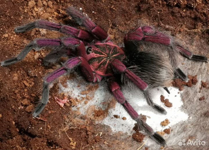 Пауки птицееды