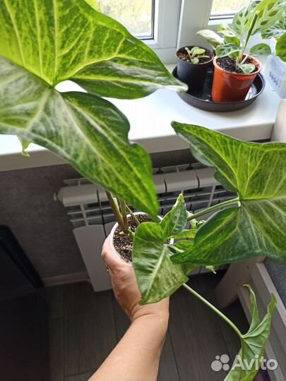 Сингониум вайт баттерфляй