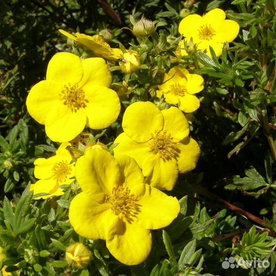 Лапчатка с доставкой - Аlena.park