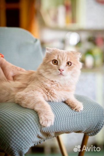 Мандарин ищет дом, в добрые руки