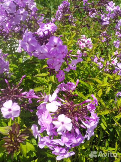 Флокс морской петух