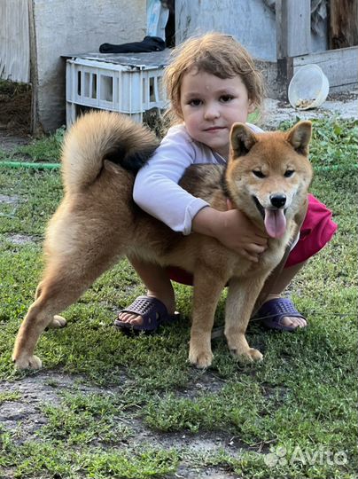 Сиба девочка