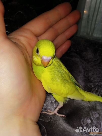 Птенцы волнистого попугая самые необычные цвета