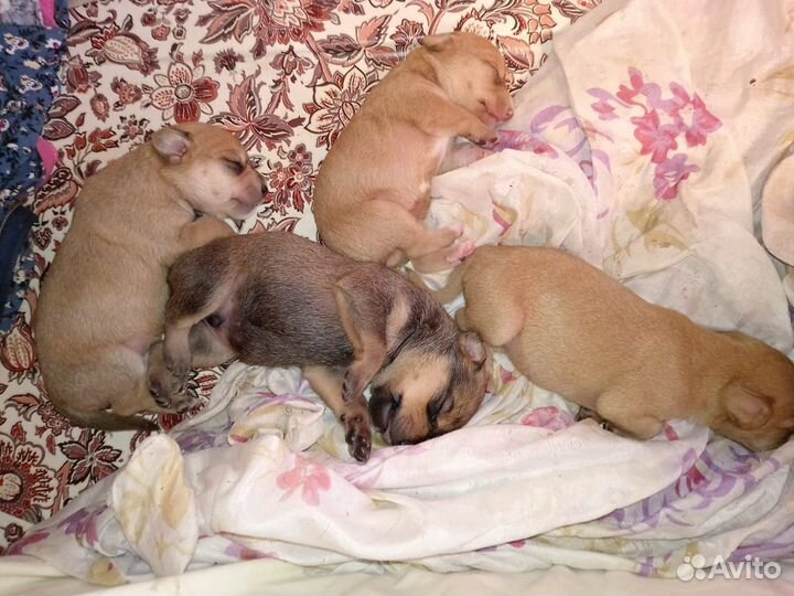 Собака такса