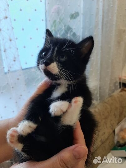Сибирский котенок (мальчик)