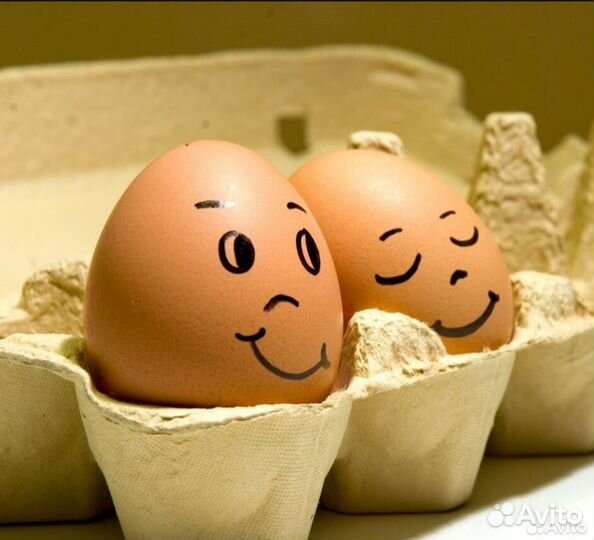 Ия породы Белефельдер. Пушкинские. Цыплята