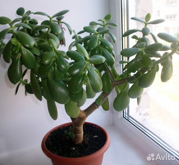 Толстянка (ростки)