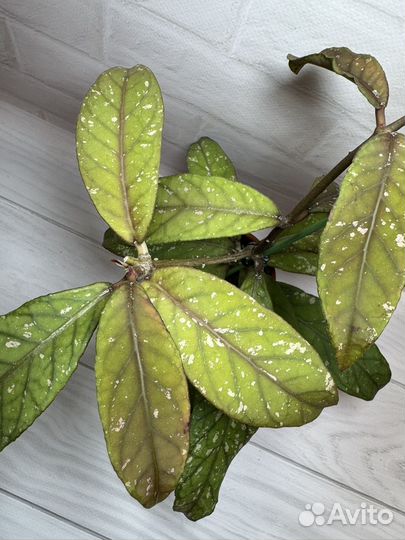 Хойя Gayolues AR05