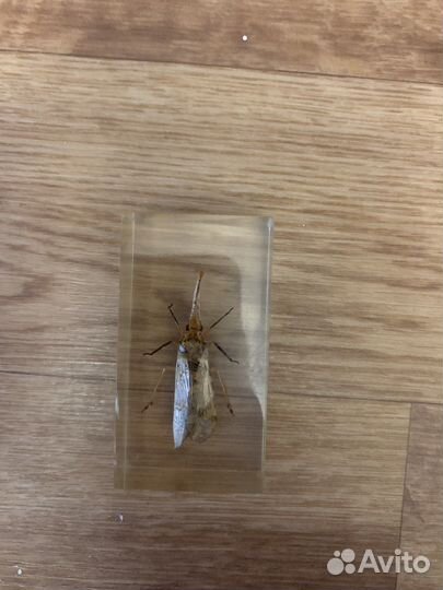 Насекомые под стеклом(коллекционные)