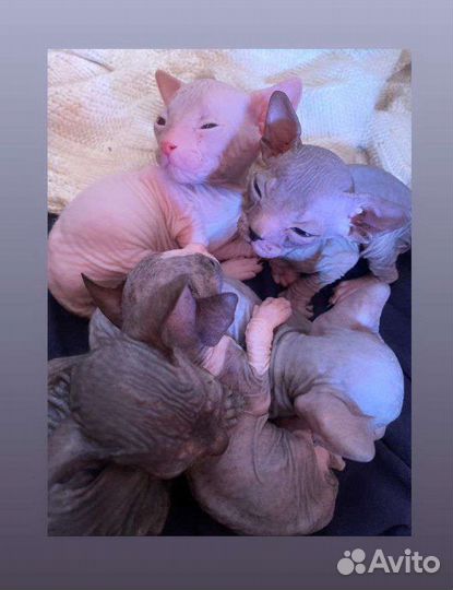 Донской сфинкс котята