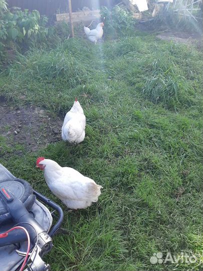 Куры молодки несушки