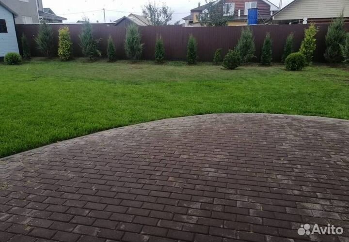 Можжевельник Блю Эрроу с доставкой с полей