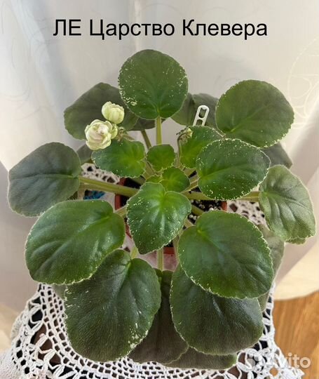 Сортовые фиалки