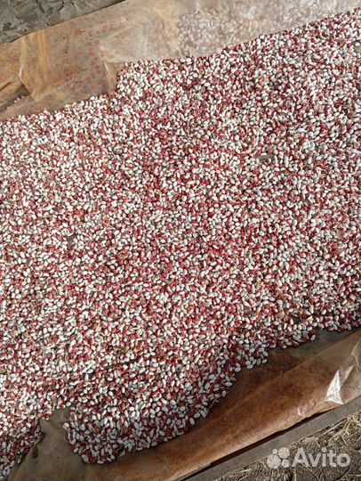 Продаю фасоль