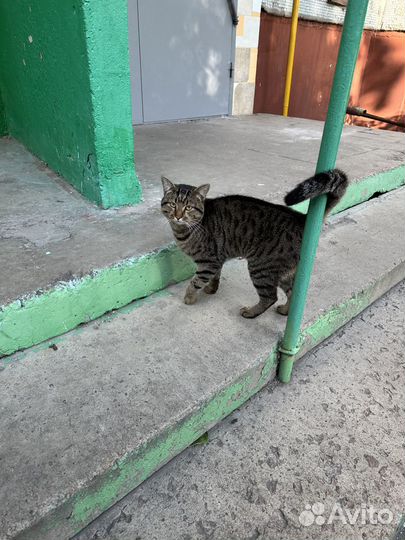 Шикарный ласковый котик
