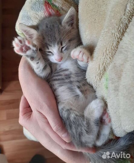 Котик серенький 1 месяц с белыми лапками, доставка