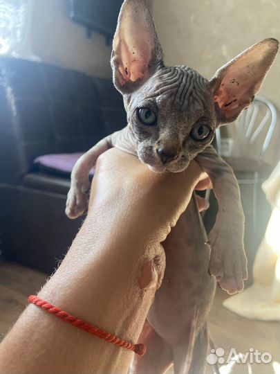 Лысые котята сфинкс