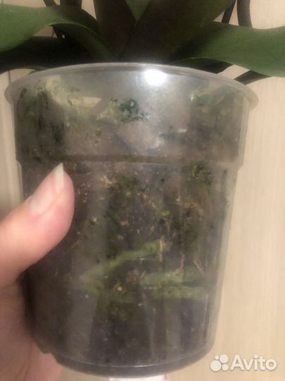 Фаленопсисы