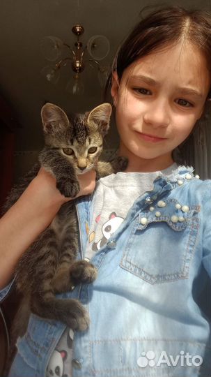 Котенок (девочка) в добрые руки