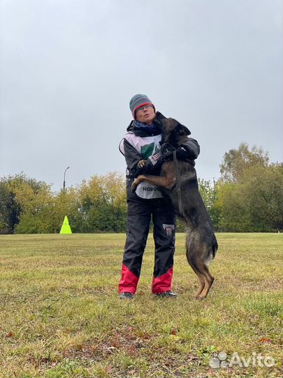 Дрессировка собак