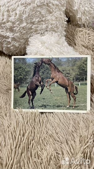 Открытка с лошадьми bratislava