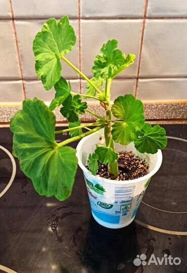 Розебудная герань plum rambler черенки