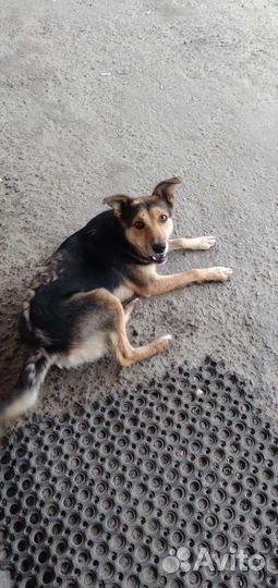 Собака щенок в добрые руки