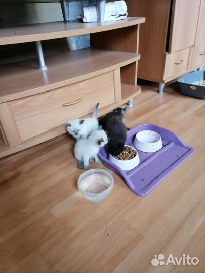Котята в хорошие руки