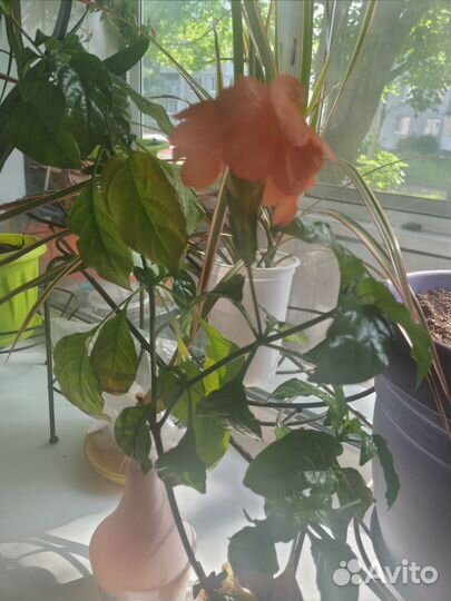 Кроссандра