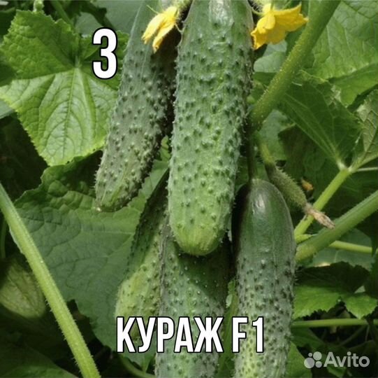 Рассада огурцов F1, самоопыляемые 6 сортов