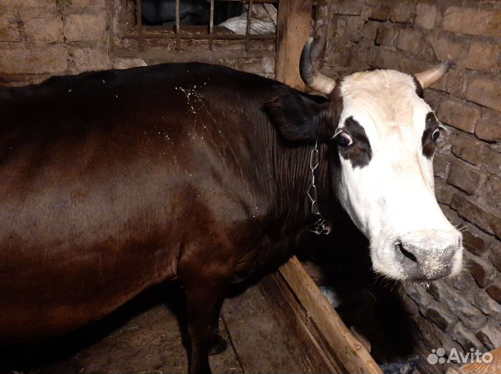 Продам корову