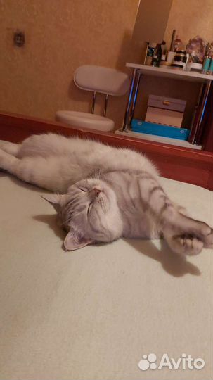 Шотландская кошка вязка