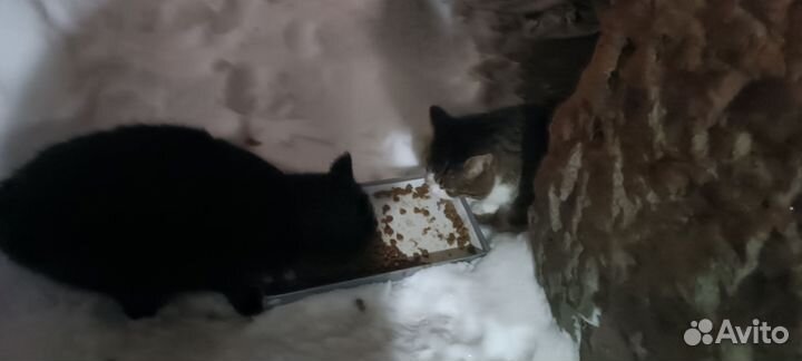 Две бездомные кошки