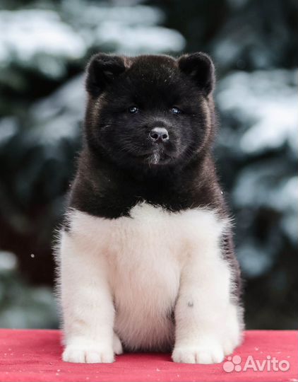 Шикарные девочки Американской акиты из питомника