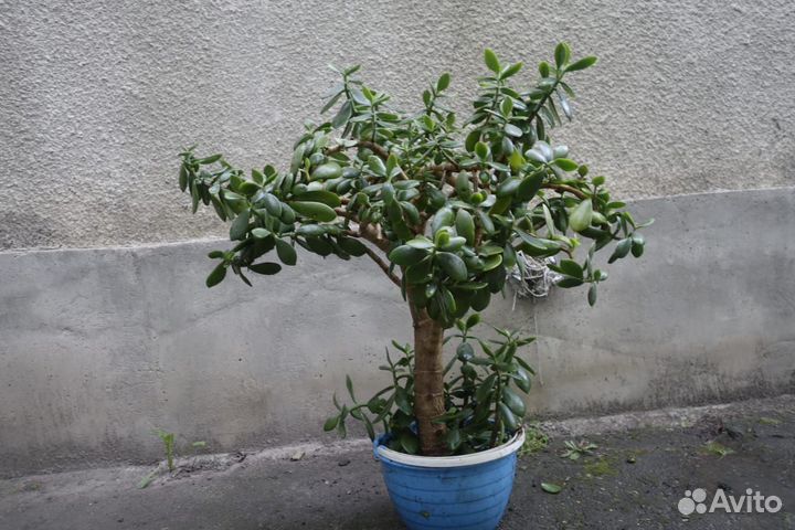 Комнатные растения денежное дерево