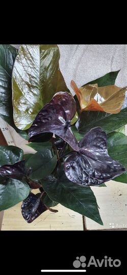 Антуриумы, эпипремнум, фикус, аглаонема