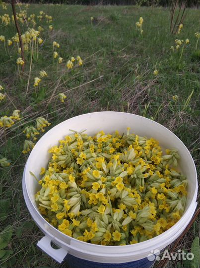 Примула лекарственная дикорастущая,сушеная, 50г