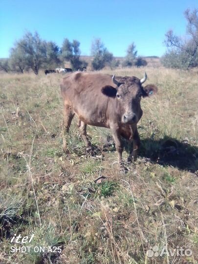 Телки стельные 1,5 года