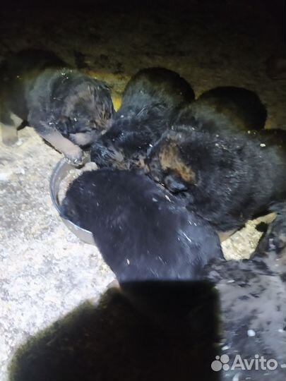 Щенки немецкой овчарки