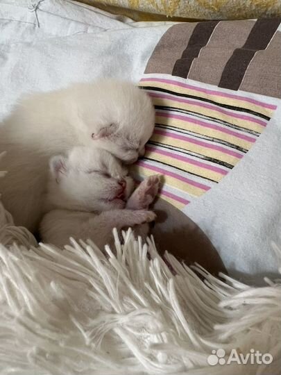 Британская серебристая шиншилла котята