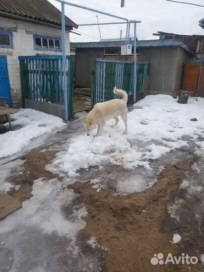 Западно сибирская лайка