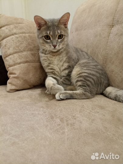Отдам котика в добрые руки