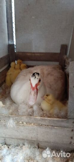 Утята индоутки