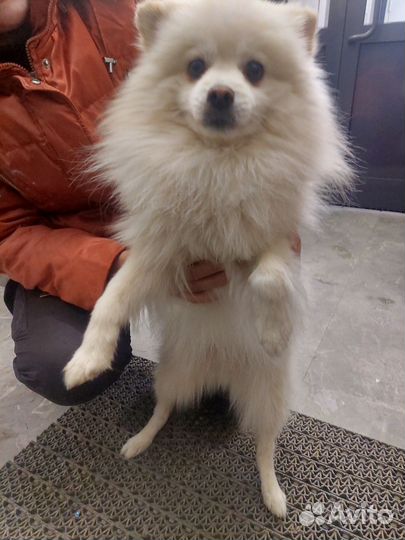 Немецкий шпиц