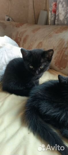 Отдаем в добрые руки очаровательных мышеловок