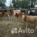 Продаются телки
