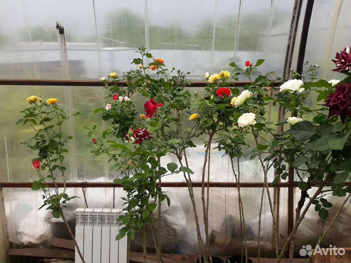 Саженцы 4-х цветной розы на штамбе