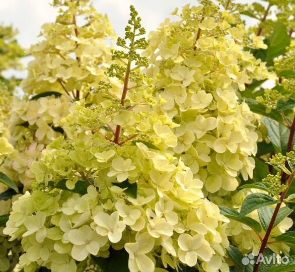 Гортензия метельчатая и древовидная в ассортименте