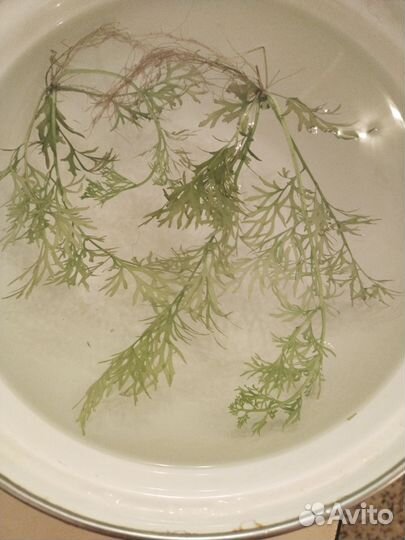 Аквариумные растения, прополка